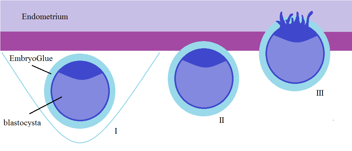 embryoglue schemat